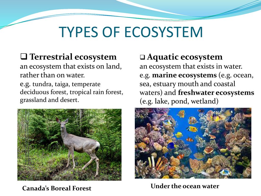 Types Of Terrestrial Ecosystems